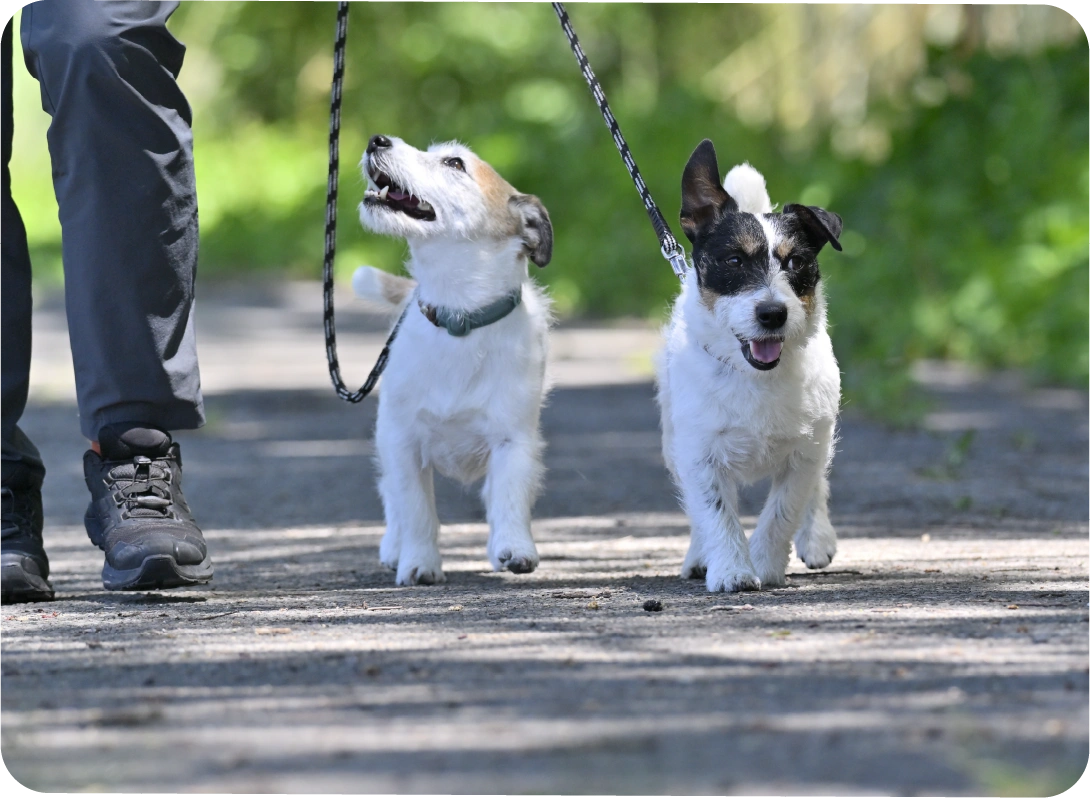 小型犬は３匹飼育可能！