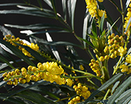 マホニアコンフューサ