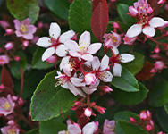 ヒメシャリンバイ