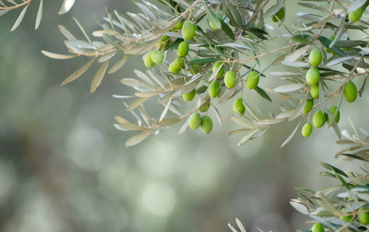 オリーブ