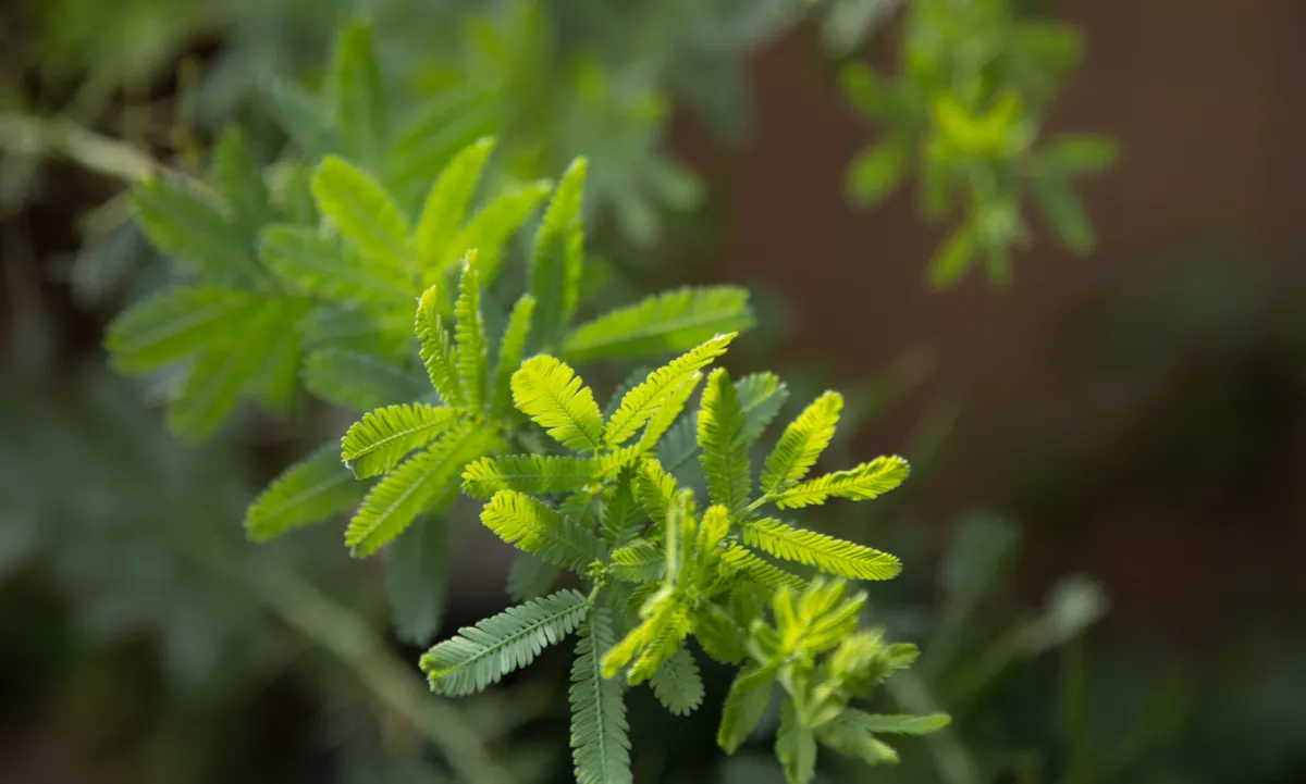 ブルーブッシュ