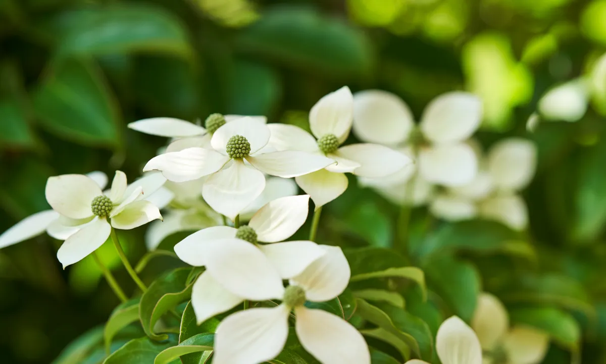 常緑ヤマボウシ