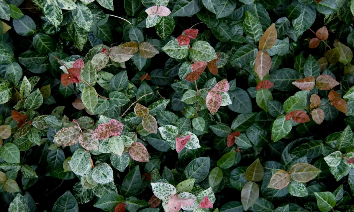 ハツユキテイカ