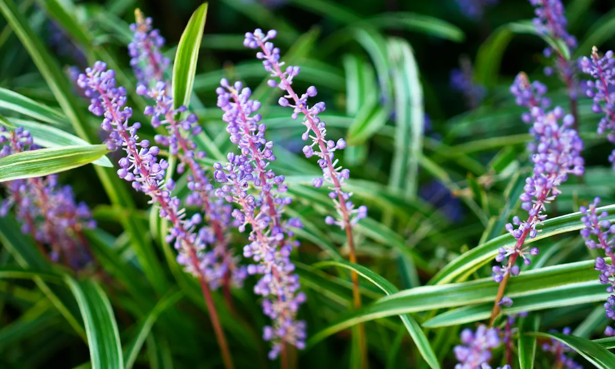 フイリヤブラン