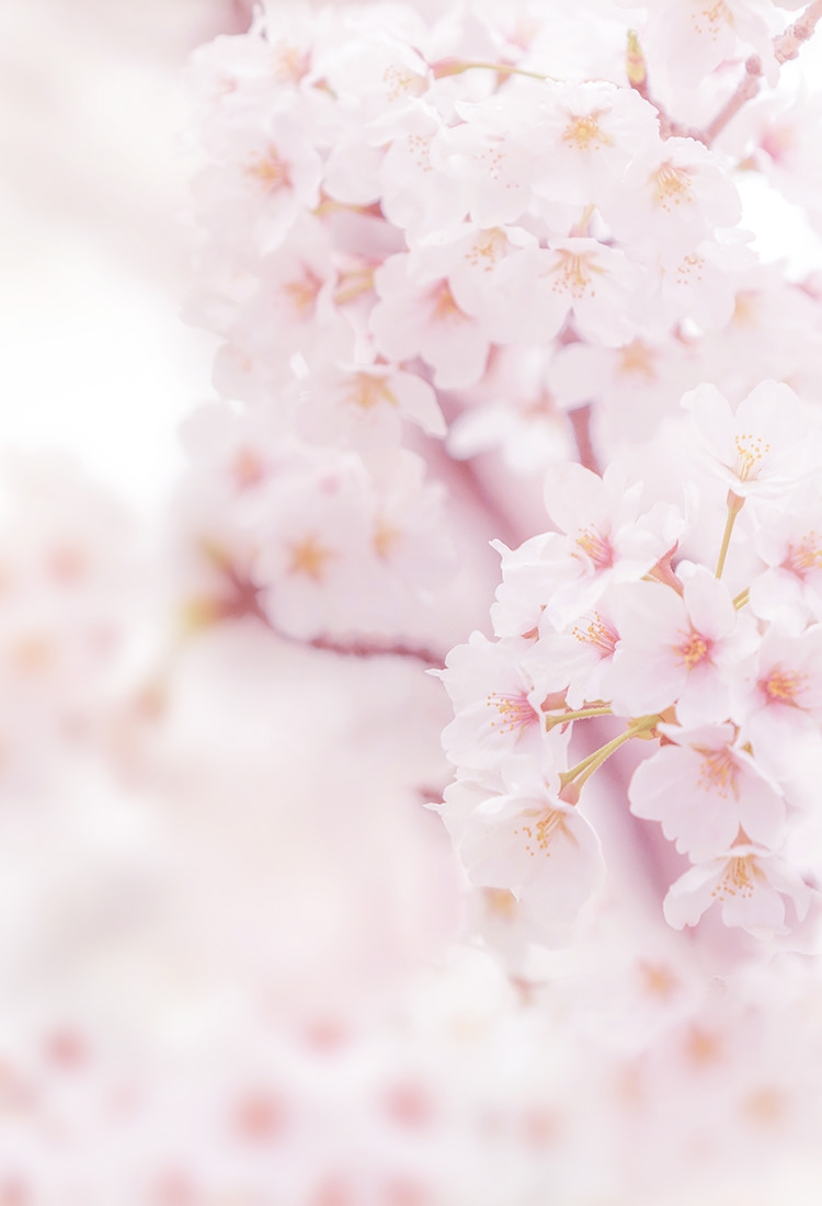 ロケーション 公式 レ ジェイド高槻西真上 株式会社日本エスコンがお届けする新築分譲マンション